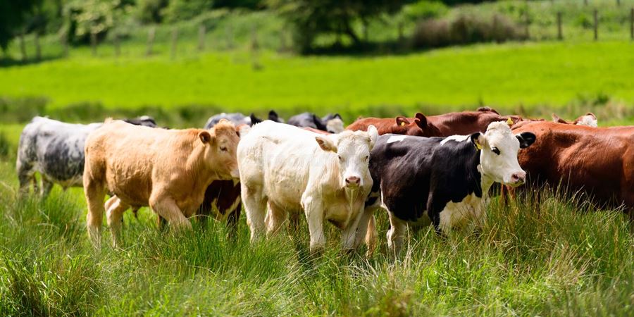 cows in a field